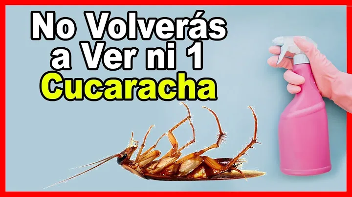 Remedios Caseros Contra Las Cucarachas Mx