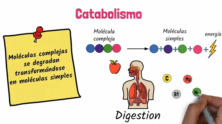 Metabolismo Celular 1 El Metabolismo Anabolismo Y Hot Sex Picture 3321