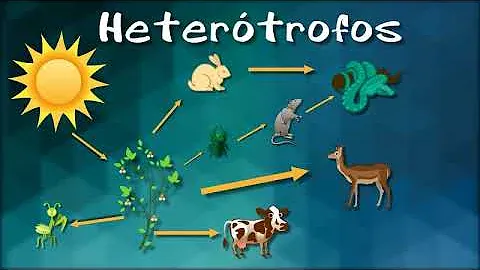 nutrición heterótrofa en animales