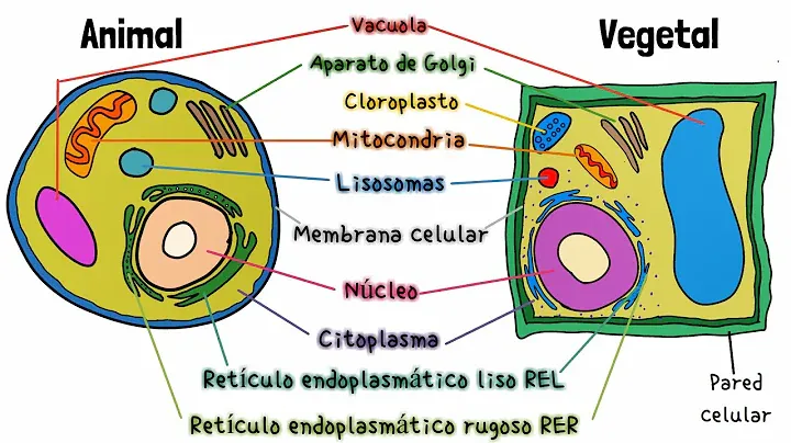 diagrama de vacuola de alimentos