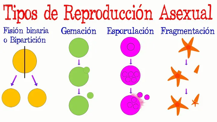 Ciclo de vida de la estrella de mar - Etapas y reproducción