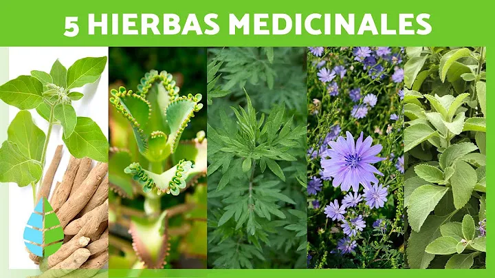 Plantas Medicinales En México Descubre Sus Beneficios Y Usos Mx 7825