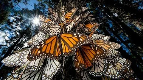 Mariposas Monarcas en Migración